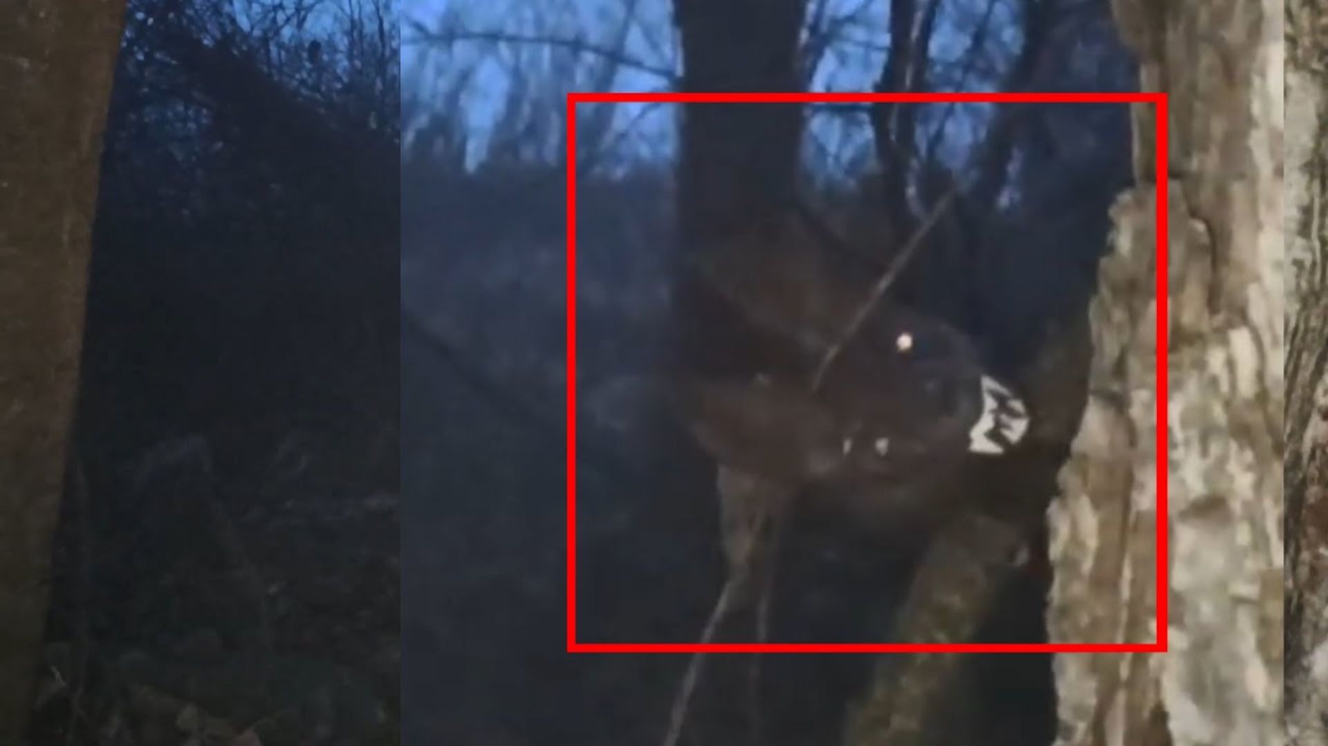 Неизвестное существо напугало оператора в лесах - Жуткий зверь