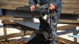 На службу в колонии Рубцовска приняли новых щенков