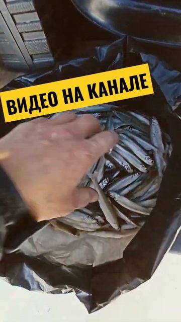 РЫБАЛКА ПО ПЕРВОМУ ЛЬДУ #shorts #жекарыболов #рыбалка смотреть онлайн