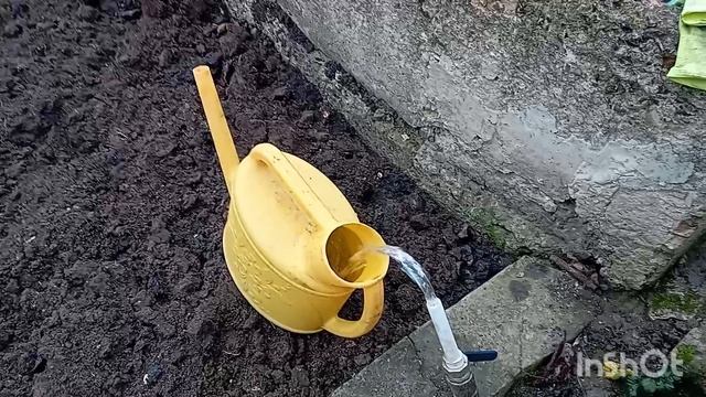 Время обрезать малину в Крыму. Декабрь. смотреть онлайн