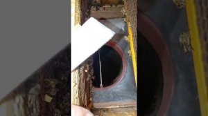 Агрегат по отбору пчёл Хомича