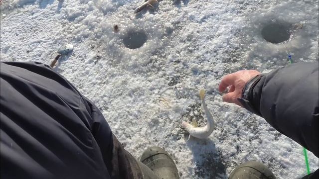 ЗИМНЯЯ РЫБАЛКА на САМОДУР. ЗУБАРЬ / КОРЮШКА и НАВАГА на БОРОДЫ. СНАСТЬ на НАВАГУ. смотреть онлайн