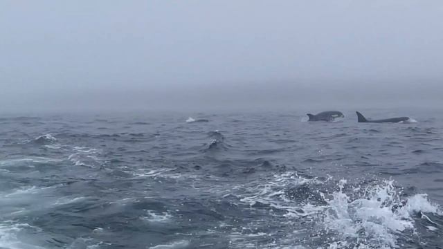 Такое разное Охотское море смотреть онлайн