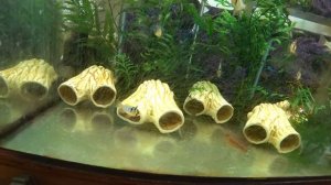 Апистограма отнерестилась - забрал икру. А Данио зреют в икре 🤝