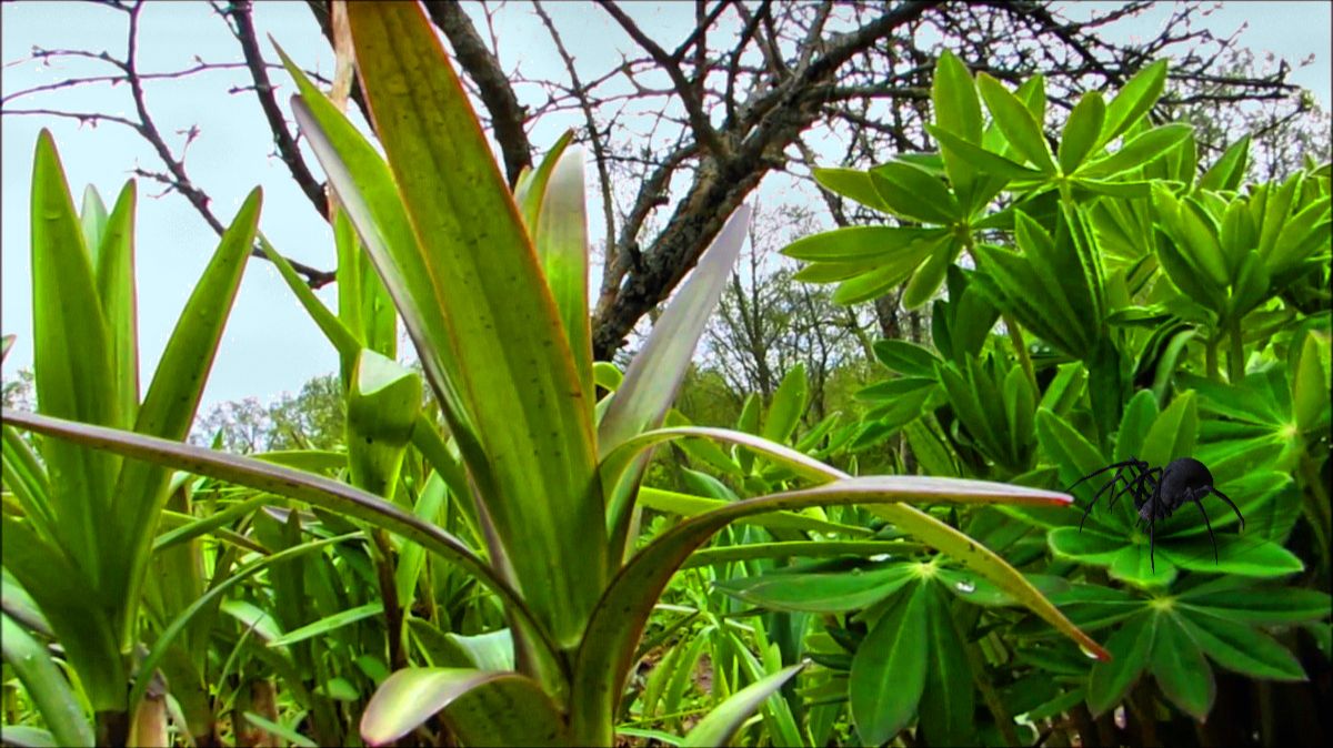 Лилии в мае. Ещё расти и расти... смотреть онлайн