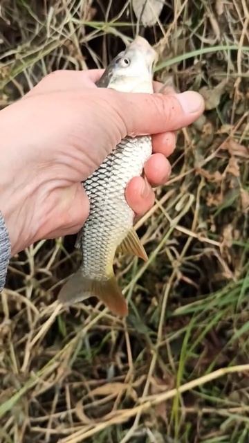 САЗАНЧИК смотреть онлайн