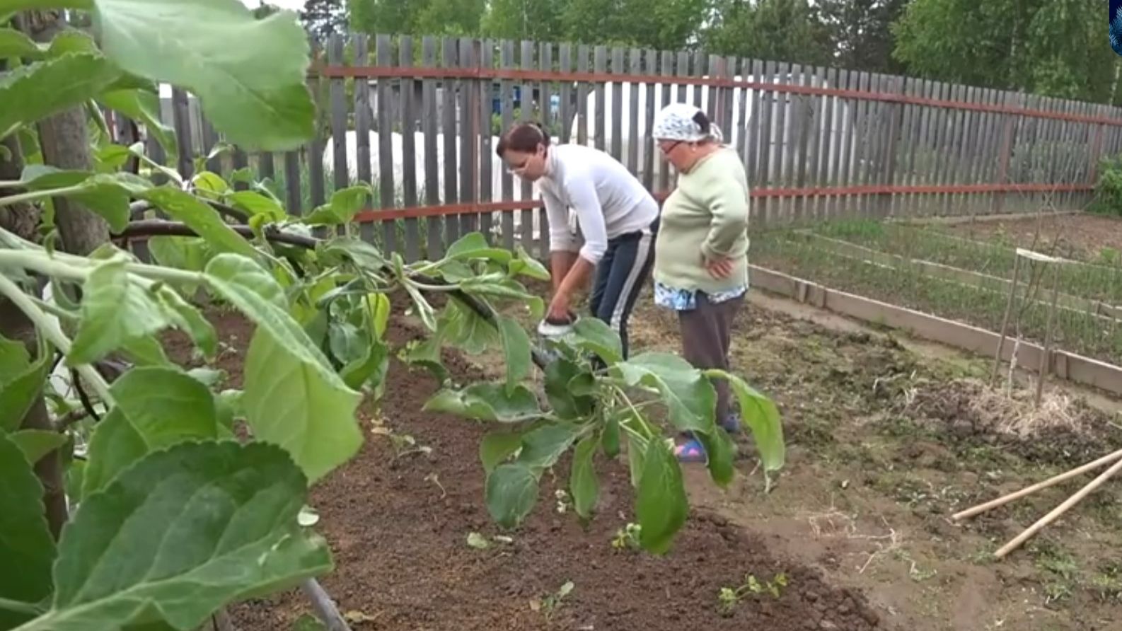 6 соток 27 мая 2021 год. . Высадили сельдерей черешковый. Боремся с одуванчиками смотреть онлайн