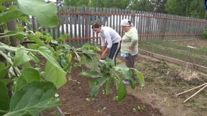 6 соток 27 мая 2021 год. . Высадили сельдерей черешковый. Боремся с одуванчиками