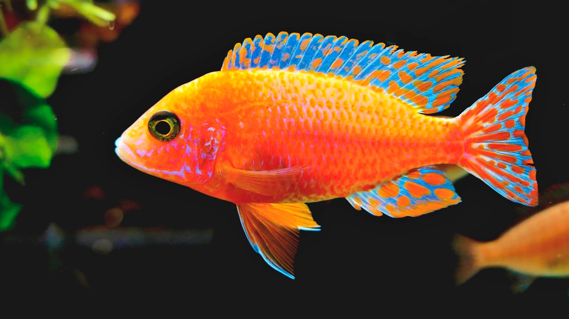 🐠 ОЧЕНЬ КРАСИВАЯ УСПОКАИВАЮЩАЯ МУЗЫКА ДЛЯ СНА 🎵 МЕДЛЕННАЯ РАССЛАБЛЯЮЩАЯ МУЗЫКА ДЛЯ ДУШИ смотреть онлайн