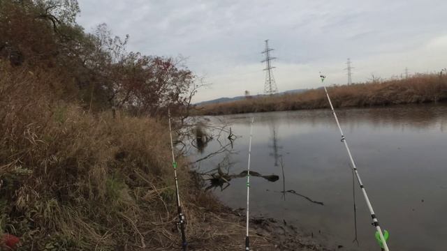 ДОНКИ КРОКОДИЛ / РЫБАЛКА НА ДОНКУ ОСЕНЬЮ / РЫБАЛКА С БЕРЕГА смотреть онлайн