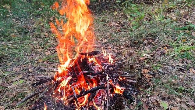 The beauty of Siberia or walking through the forest. смотреть онлайн
