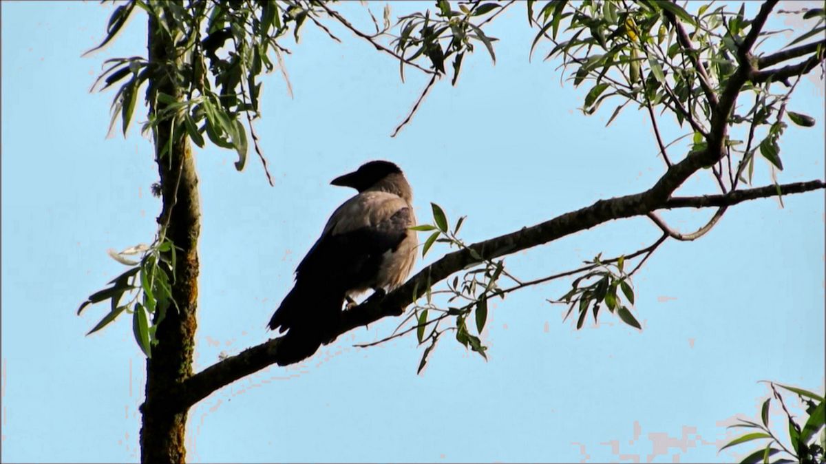 О вороне и сороке смотреть онлайн