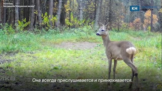 Фотоловушка калужского заповедника запечатлела летний день с осторожной косулей смотреть онлайн