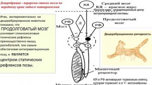 Регуляция двигательных систем. Дьяконова И.Н.