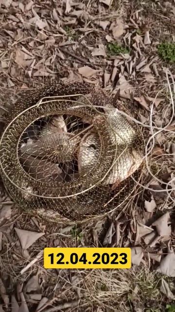 РЫБАЛКА НА ПОПЛАВОК #shorts #жекарыболов смотреть онлайн