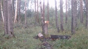 Зоопарк на солонце