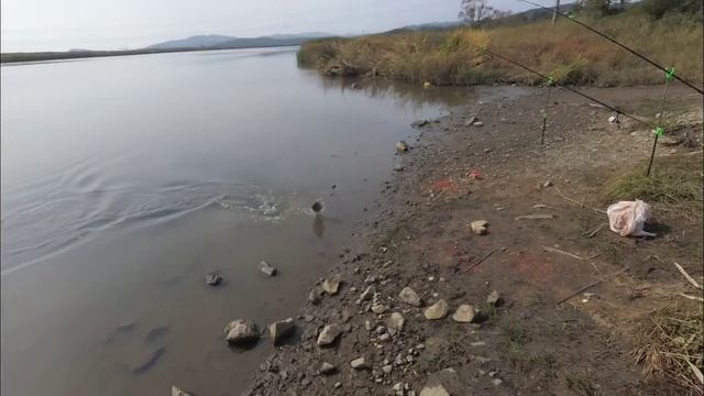 КАРАСЬ Осенью на ПРУЖИНЫ. Вприлове ДАЛЬНЕВОСТОЧНЫЙ УГАЙ. смотреть онлайн