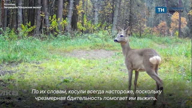 Калужский заповедник, соседний с Тульской областью, показал один летний день из жизни косули смотреть онлайн