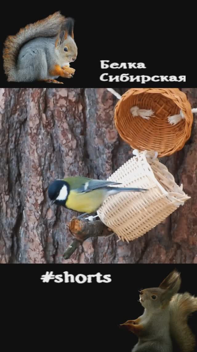 Синицы у кормушки