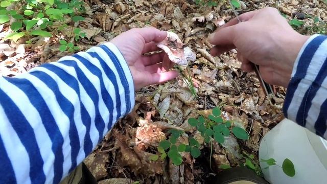За грибами на разведку. Грибы есть, но их мало. Full HD 1080p смотреть онлайн