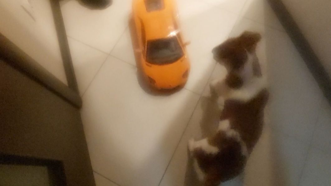 Майла .Джек-рассел терьер .Доставка с озона.Красноярск смотреть онлайн