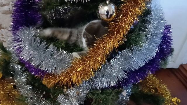 Готовимся к Новому году😁🐱 смотреть онлайн