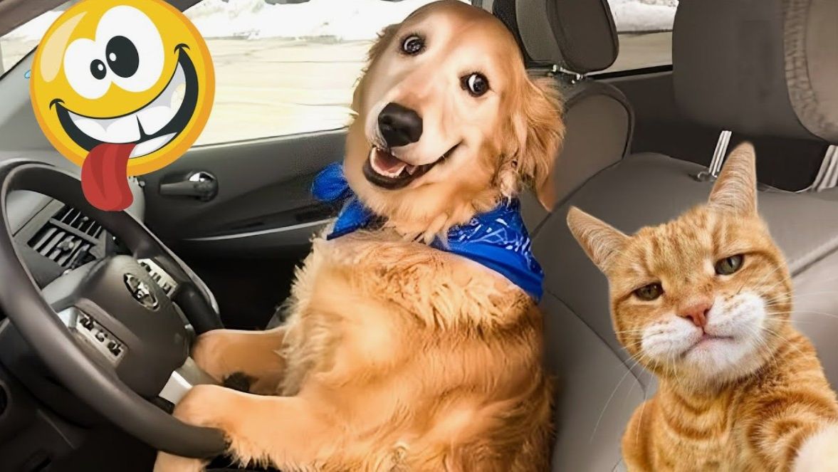 Лучшие видео приколы подборка смешные видео с кошками и собаками смотреть онлайн