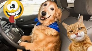 Лучшие видео приколы подборка смешные видео с кошками и собаками