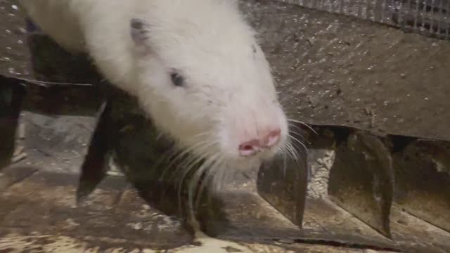 САМОЕ ЛУЧШЕЕ СОДЕРЖАНИЕ НУТРИЙ смотреть онлайн