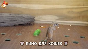 Видео для кошек про крысок развлекать питомцев 🐭🐀😂 (397)