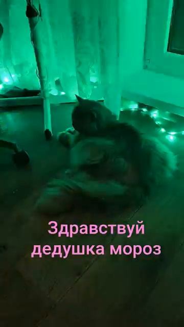 Здравствуй Дедушка Мороз смотреть онлайн