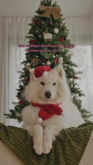 МОЯ СОБАКА В НОВОГОДНЮЮ НОЧЬ