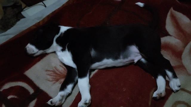 Рекс смотреть онлайн