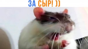 МЫША ))) Приколы | Мемозг 1695