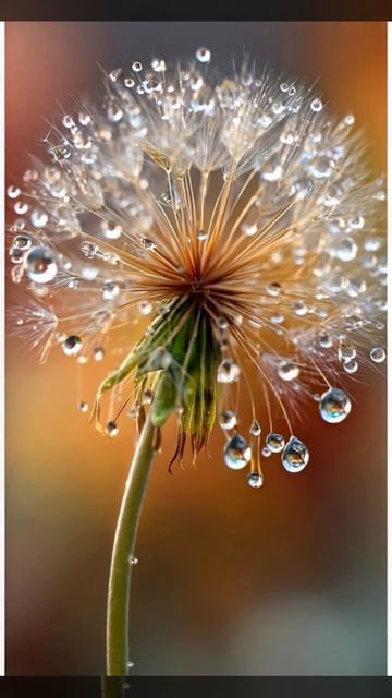 Одуванчик в росе смотреть онлайн