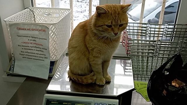 Рыжий кот на весах смотреть онлайн