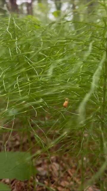 Отдых в Сибири | Отдых в Росии смотреть онлайн