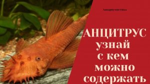 Анциструс, совместимость с другими рыбками - С кем лучше содержать!
