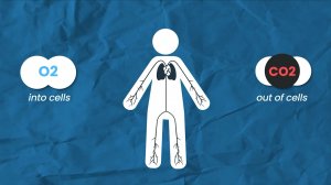 Гемоглобин