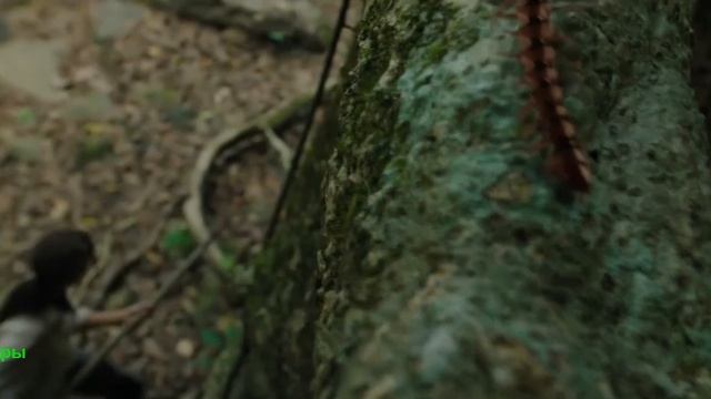 На помощь! Фильм 2026. Русский трейлер фильма. смотреть онлайн