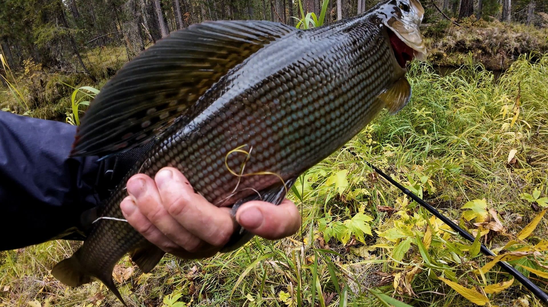 ЧТО СКРЫВАЛА ТАЕЖНАЯ РЕКА. НЕВЕРОЯТНАЯ РЫБАЛКА НА ХАРИУСА. смотреть онлайн