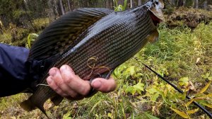 ЧТО СКРЫВАЛА ТАЕЖНАЯ РЕКА. НЕВЕРОЯТНАЯ РЫБАЛКА НА ХАРИУСА.