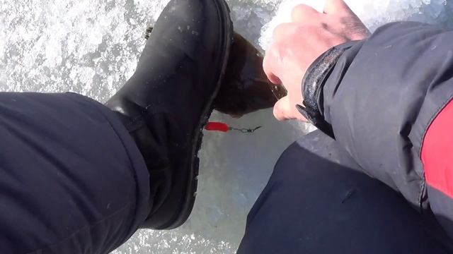 Ловля КАМБАЛЫ. УГОЛЬНАЯ. Амурский залив. #жекарыболов смотреть онлайн