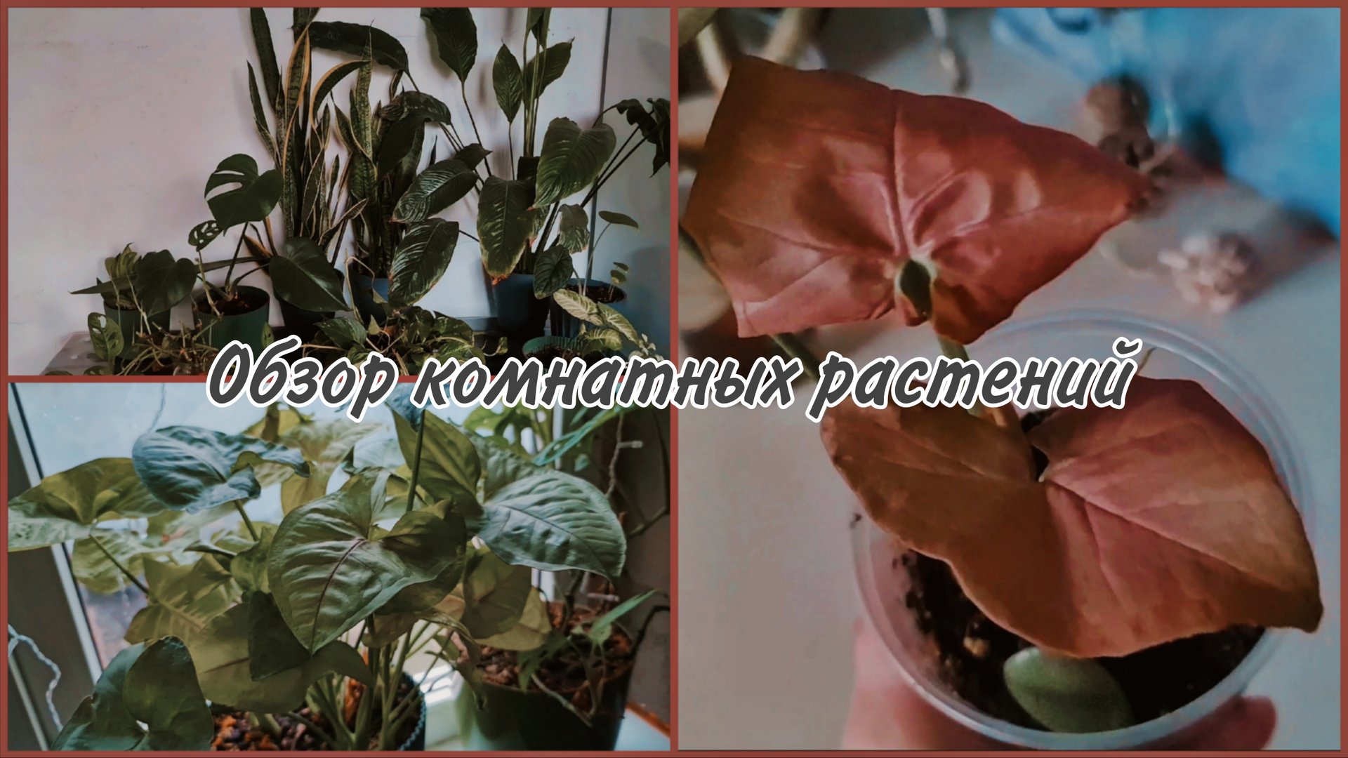 Обзор комнатных растений 27.11.25. Сингониум с Вайлдберриз. Новые жители в моей коллекции смотреть онлайн