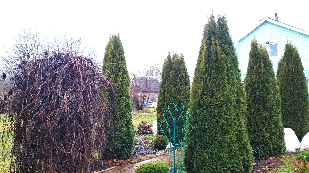 Домашний уют.Обед. Дача 05.12.25г.🏡Что натворила Гера.🐶Зима не торопится!❄️Ленобласть. смотреть онлайн