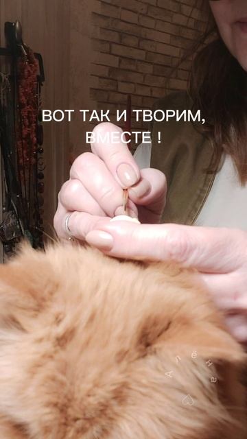 Забавные котейки