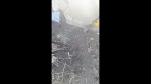 Малышь  Риппа 319