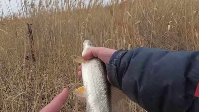 РЫБАЛКА НА РЕКЕ НА ДОНКИ / ПОПАЛАСЬ ОДНА КРУПНАЯ #жекарыболов #рыбалка #fishing смотреть онлайн