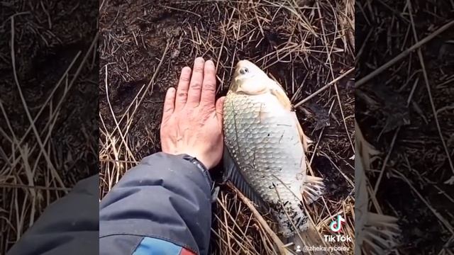 КРУПНЫЙ КАРАСЬ НА ДОНКУ #shorts #жекарыболов #ловлякарася смотреть онлайн