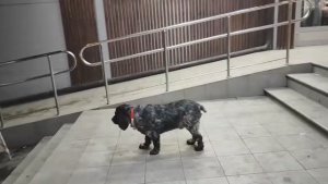 Вечерний променад с Джексоном  | © 2025